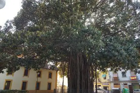 Photo de Ãrbol Monumental