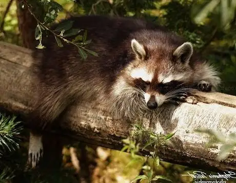 Photo of Parc Animalier d'Écouves