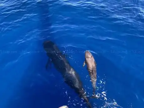 Photo de Atlantic Star Charters Tenerife