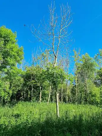 Photo de Ralph's Wood