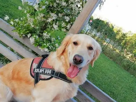 Photo de Neşeli Patiler Köpek Eğitim Parkı
