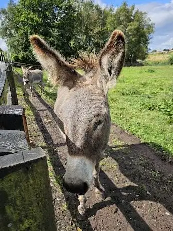 Photo de Trim Donkey Family