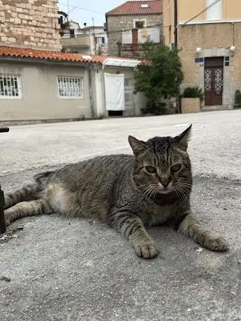 Photo de Cat Lady Chonk