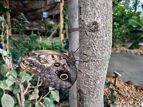 Photo de Butterfly garden