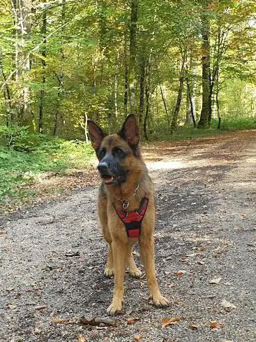 Photo de Parcours Santé du bois de Chailluz