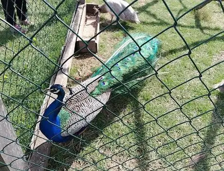 Photo de Der Mini Zoo