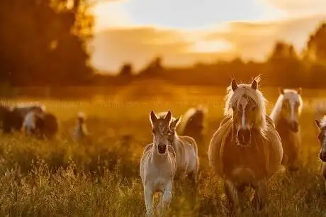 Photo de Haflingerhof Kolberg