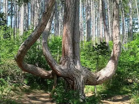 Photo de Sesselbäume