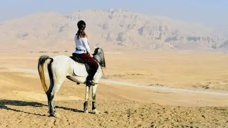 Photo de Horses & Hieroglyphs