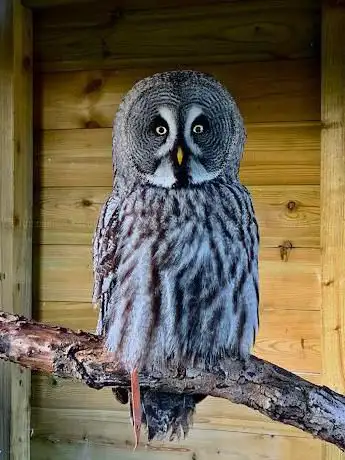 Photo de Wren's Birds of Prey