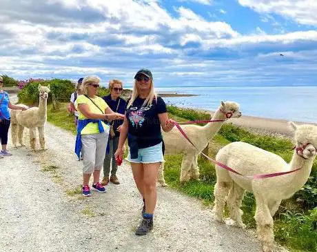 Cranfield Alpacas  Winner- Best Tourism Experience in Northern Ireland