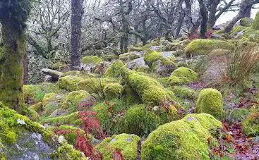 Photo de Wistman's Wood