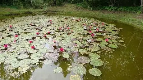 Photo de Ölands lotus