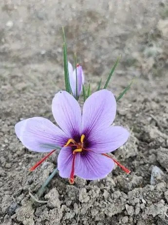 Photo de Safranbolu Safran Tarlaları