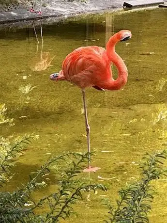 Photo de Flamingoweiher
