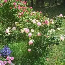 Photo de Ponte