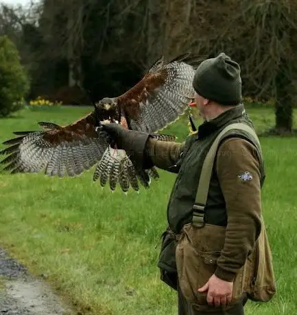 Dublin Falconry