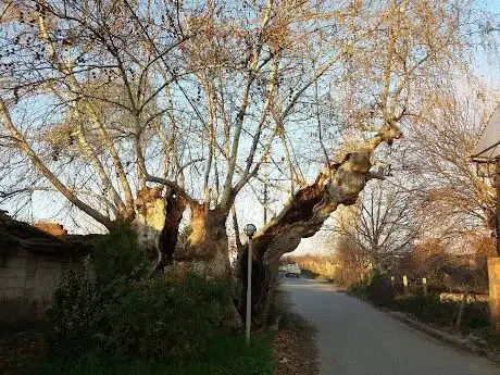 Photo de Nar gibi açılmış devasa çınar ağacı