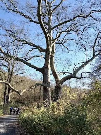 Photo de Yatık Çınar ( anıt ağaç )
