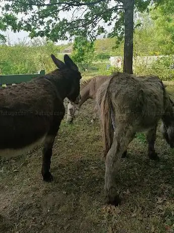 Photo de l'Ânerie Bacotte