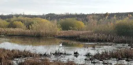 Photo de RSPB Fairburn Ings