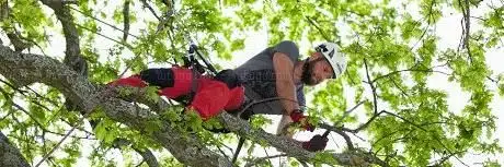 Photo de BAVARIA Baumpflege GmbH