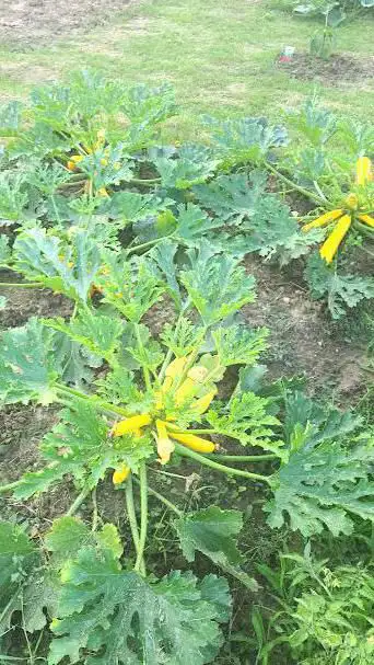 Photo de Fédération Nationale Des Jardins Familiaux Et Collectifs