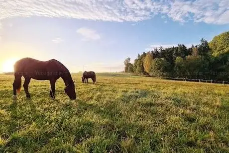 Photo de Pensionspferde Kloth