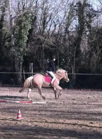 Photo de Circolo Ippico Horse & Pony