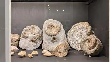 Photo de Yorkshire Natural History Museum