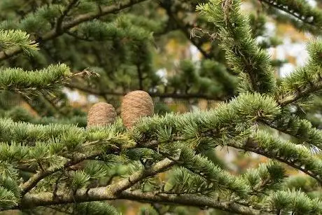 Photo de Naturdenkmal Libanonzeder
