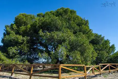 Photo de Pino de las Ãguilas