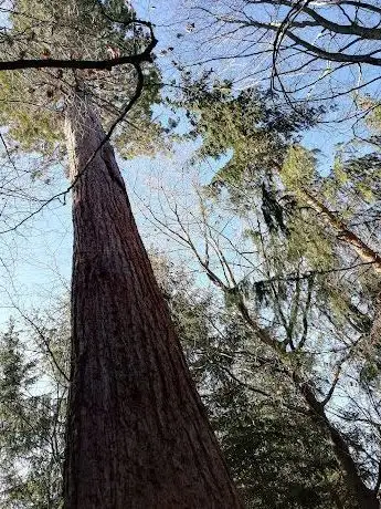 Photo de Mammutbaum Oberpetersdorf