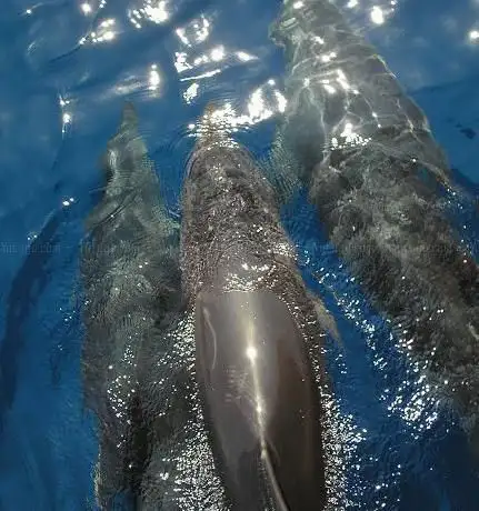 Photo de Dolphins Gran Canaria