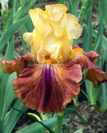 Photo de Iris4u Greenhouse Hamburg