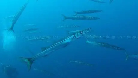 Photo of Ecole de plongée Cyana