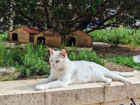 Photo de Cat Cloud