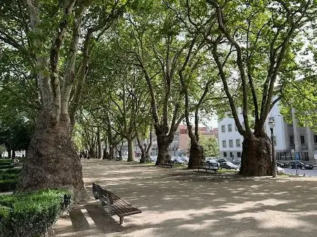 Photo de Giant Sycamore Trees