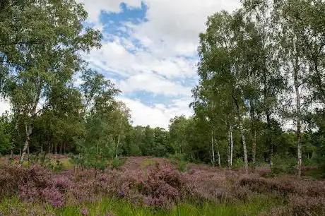 Photo de Woensdrechtse Heide