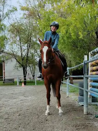 Photo de Scuola di Equitazione Scuderia Little Lion A.S.D. Maneggio Centro Ippico