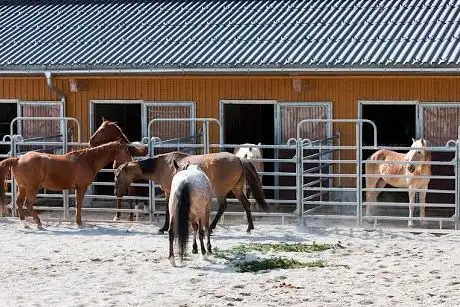 Photo de Reitstall Wiesenhof Achensee