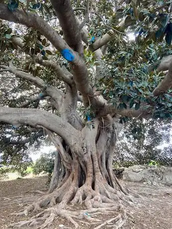 Photo de Ãrbol de los Mazones