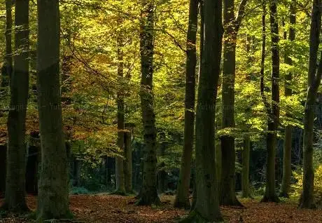 Photo de Elmenhorst Wald
