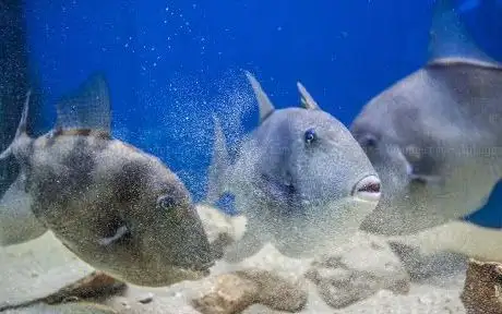 Photo of Adriatic aquarium Baška