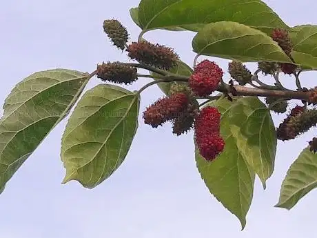 Photo de Şht. Ulş. Çvş. Bayram Elibol Parkı
