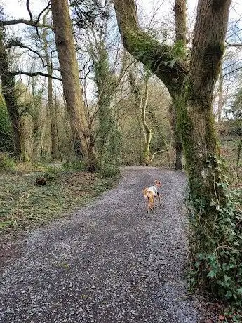 Photo de Donore Wood