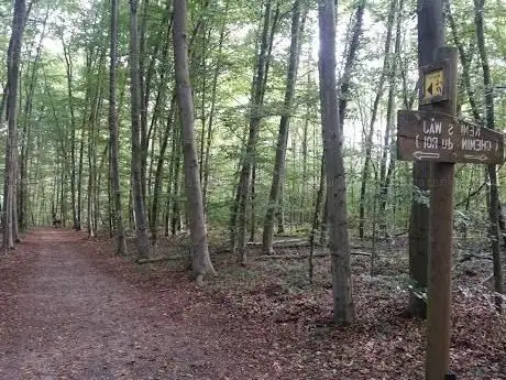 Photo de Forêt du Neuhof