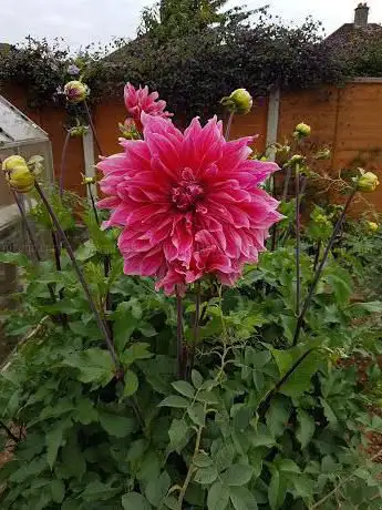 Photo de Hungerdown Allotment