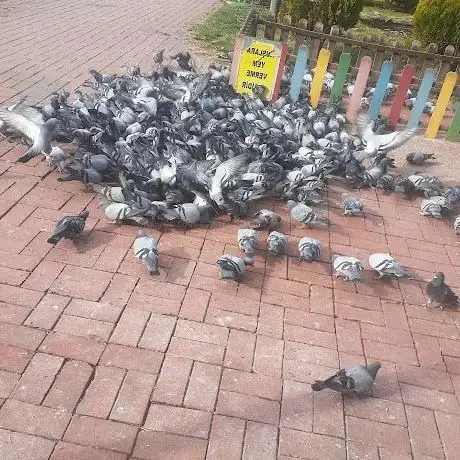 Photo de Necip Fazıl Kısakürek Parkı