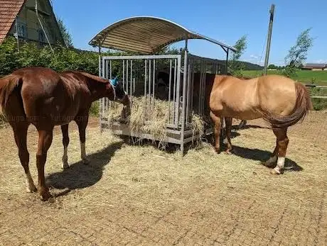 Photo de Reitschule Schweinbachhof - Islandpferde Sport & Freizeit